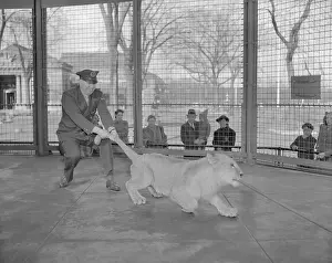 Zookeeper Pulling Lion's Tail