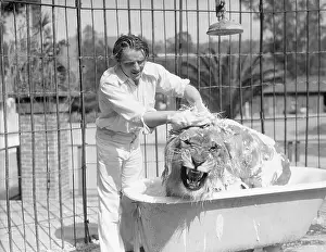 Cage Prints: Zookeeper Washing Lion in Bathtub in Cage