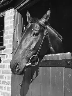 Stable Prints: Zucchero