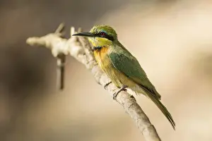 Coraciidae Prints: Zwergspint -Merops pusillus-, Mudumu National Park, Caprivi Strip, Namibia, Africa
