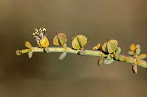Images Dated 29th October 2010: Zygophyllum retrofactrum, Goegap Nature Reserve, Namaqualand, South Africa